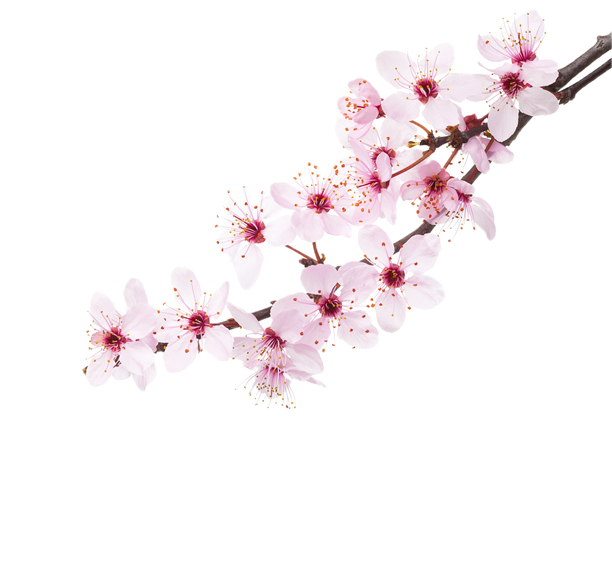 En kvist med blommande körsbärsblommor.